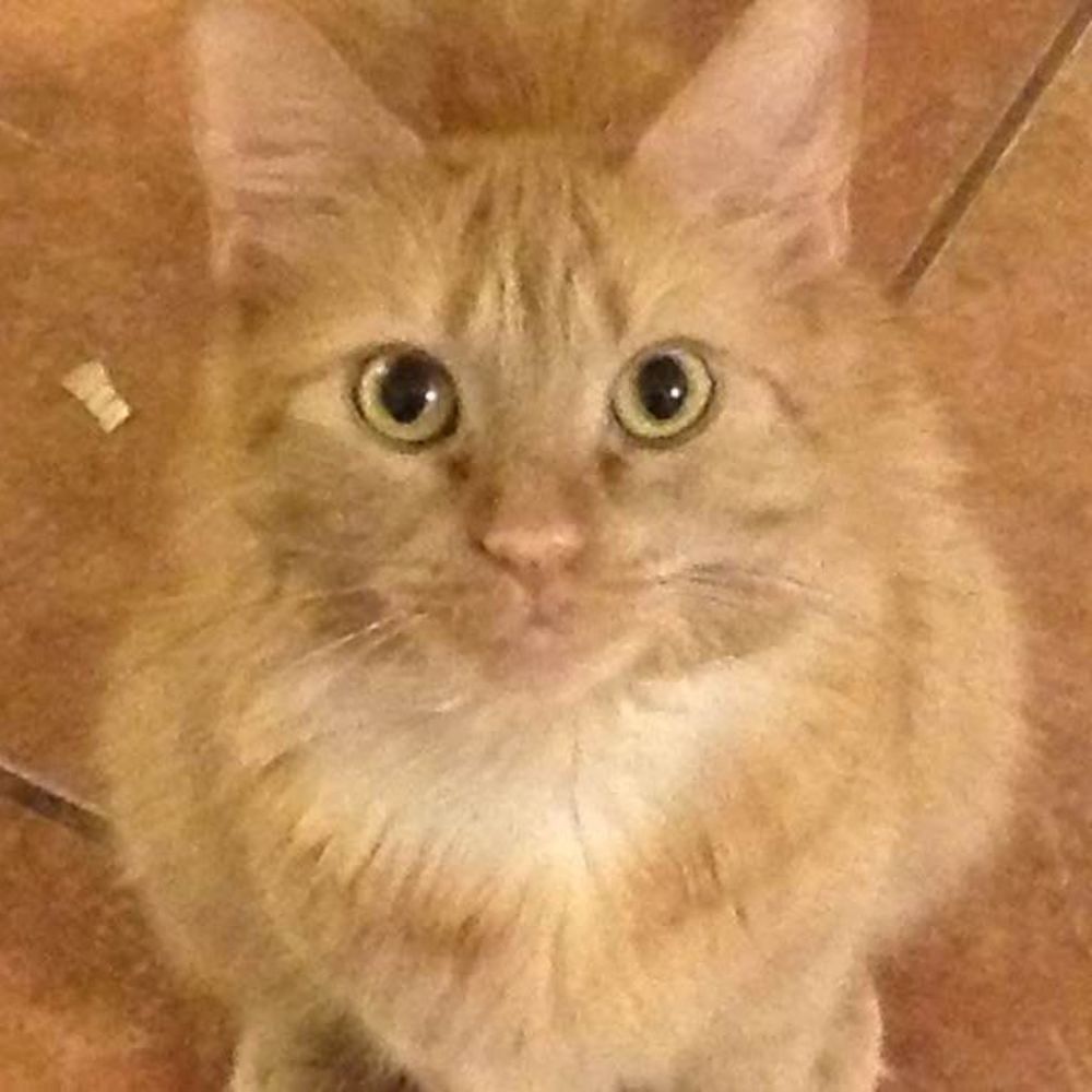 Meet your Posher, Wendy